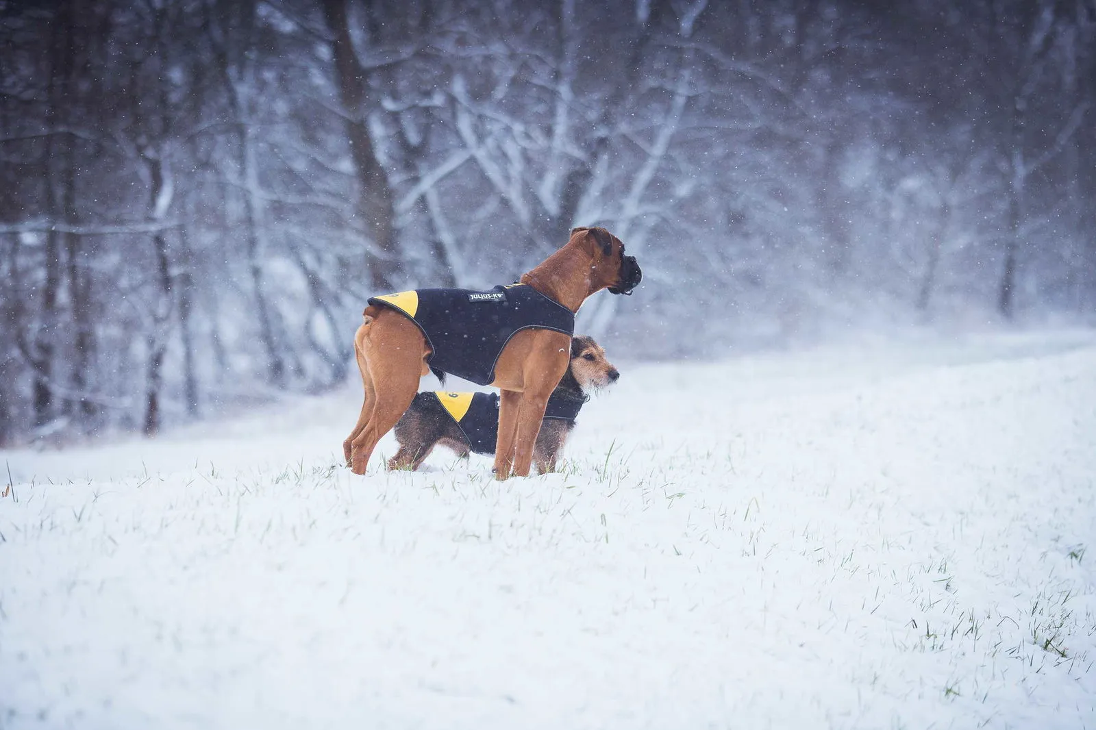 IDC Neoprene Waterproof Dog Vest -All Weather Vest