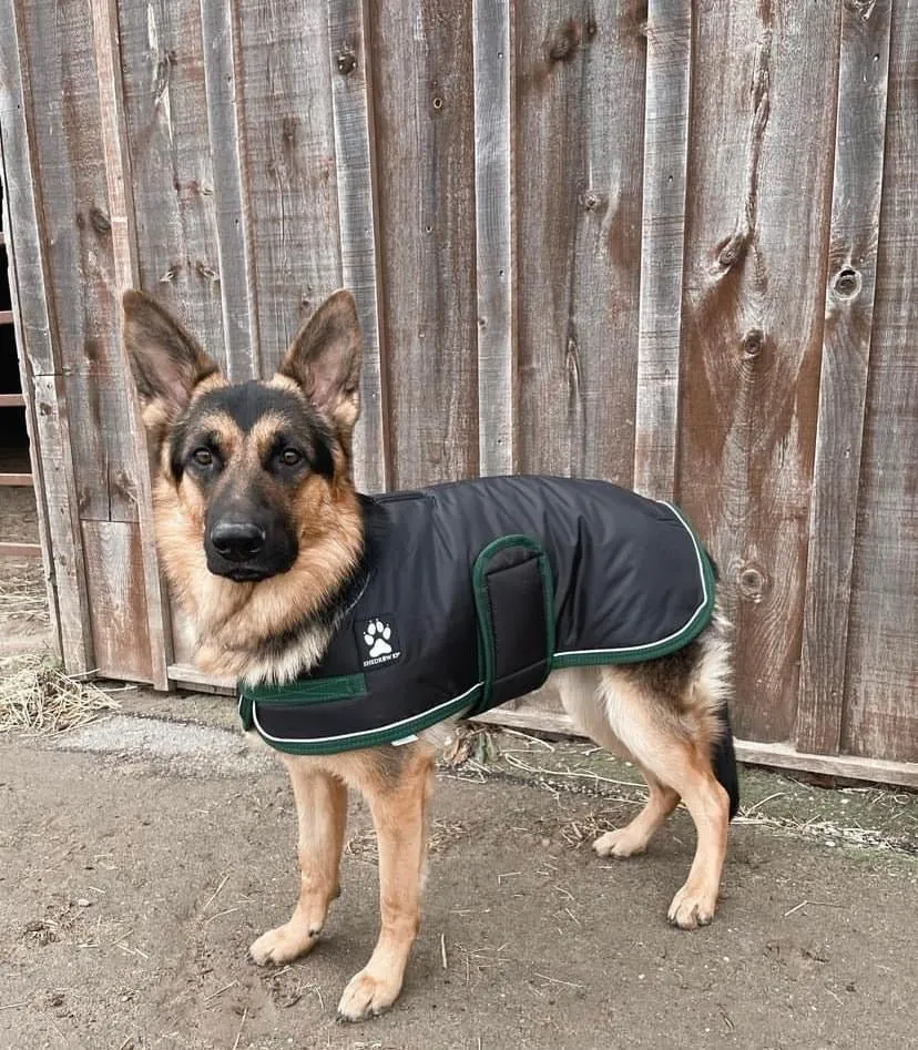 Shedrow K9 Vail Dog Coat Black with Smoke Pine Trim