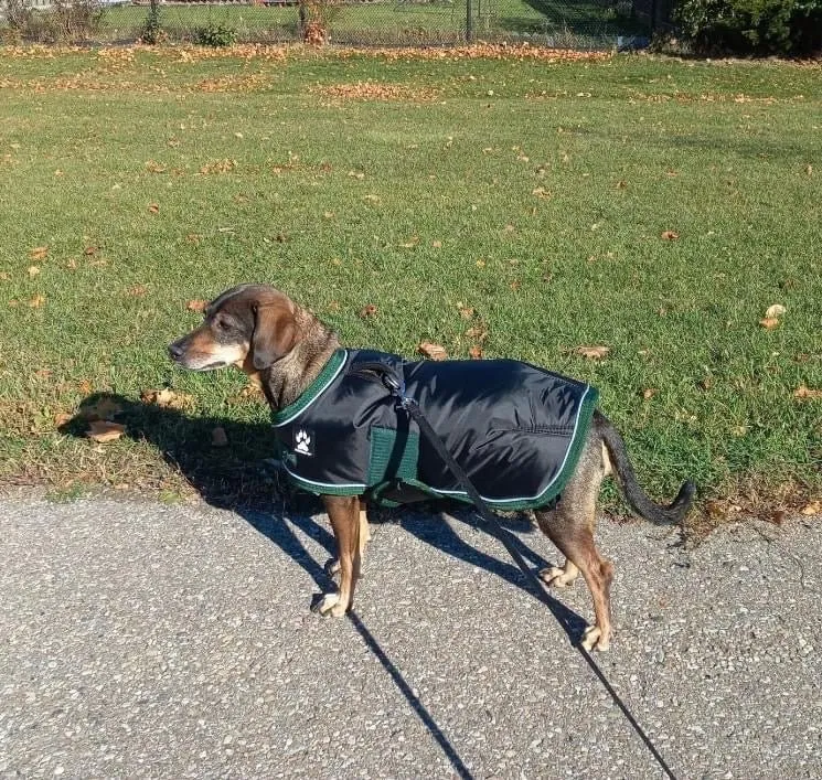 Shedrow K9 Vail Dog Coat Black with Smoke Pine Trim